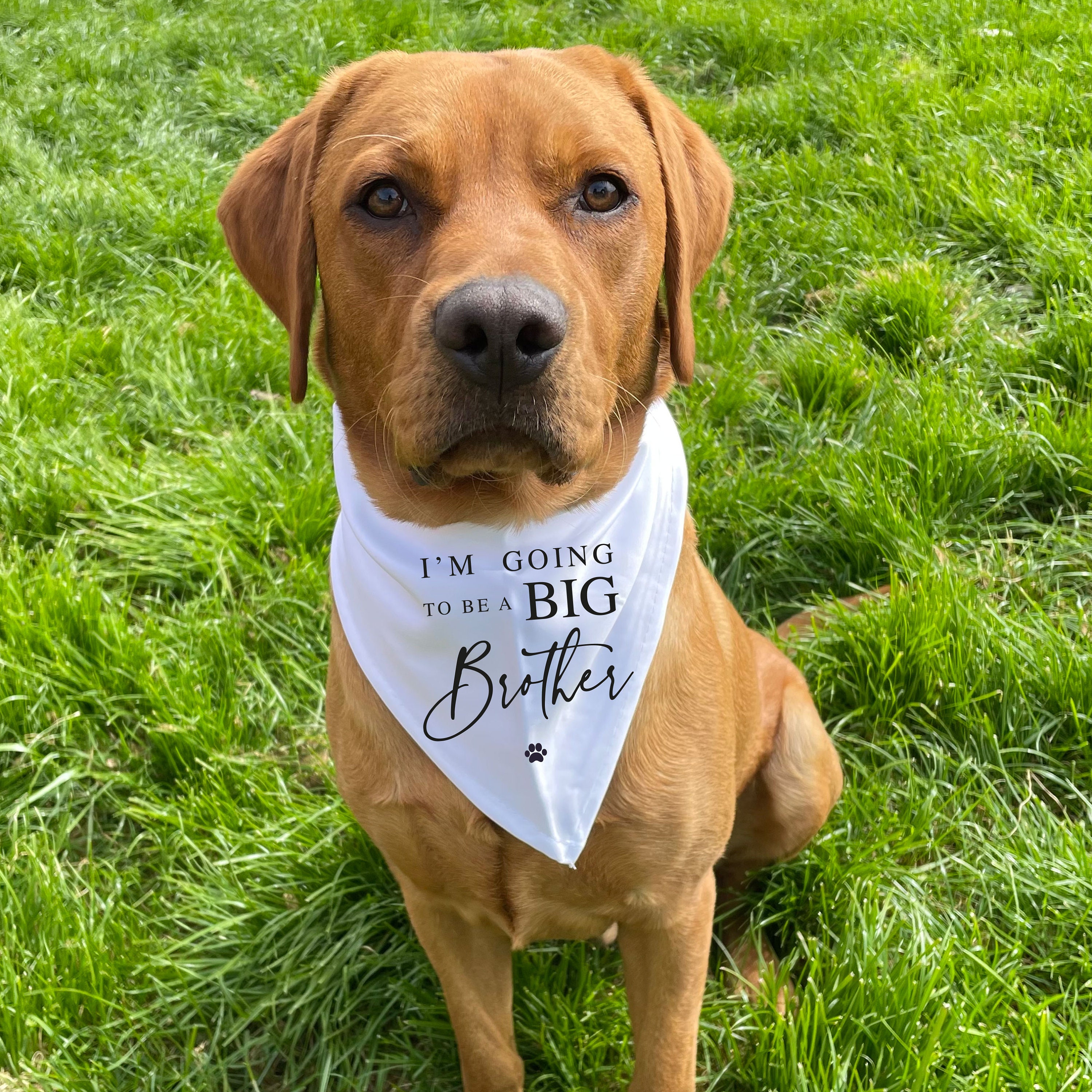 I'm going to be a Big BROTHER printed Dog Neckerchief Pregnancy Announcement Pet bandada Big Brother Dog to be Baby Idea Gift