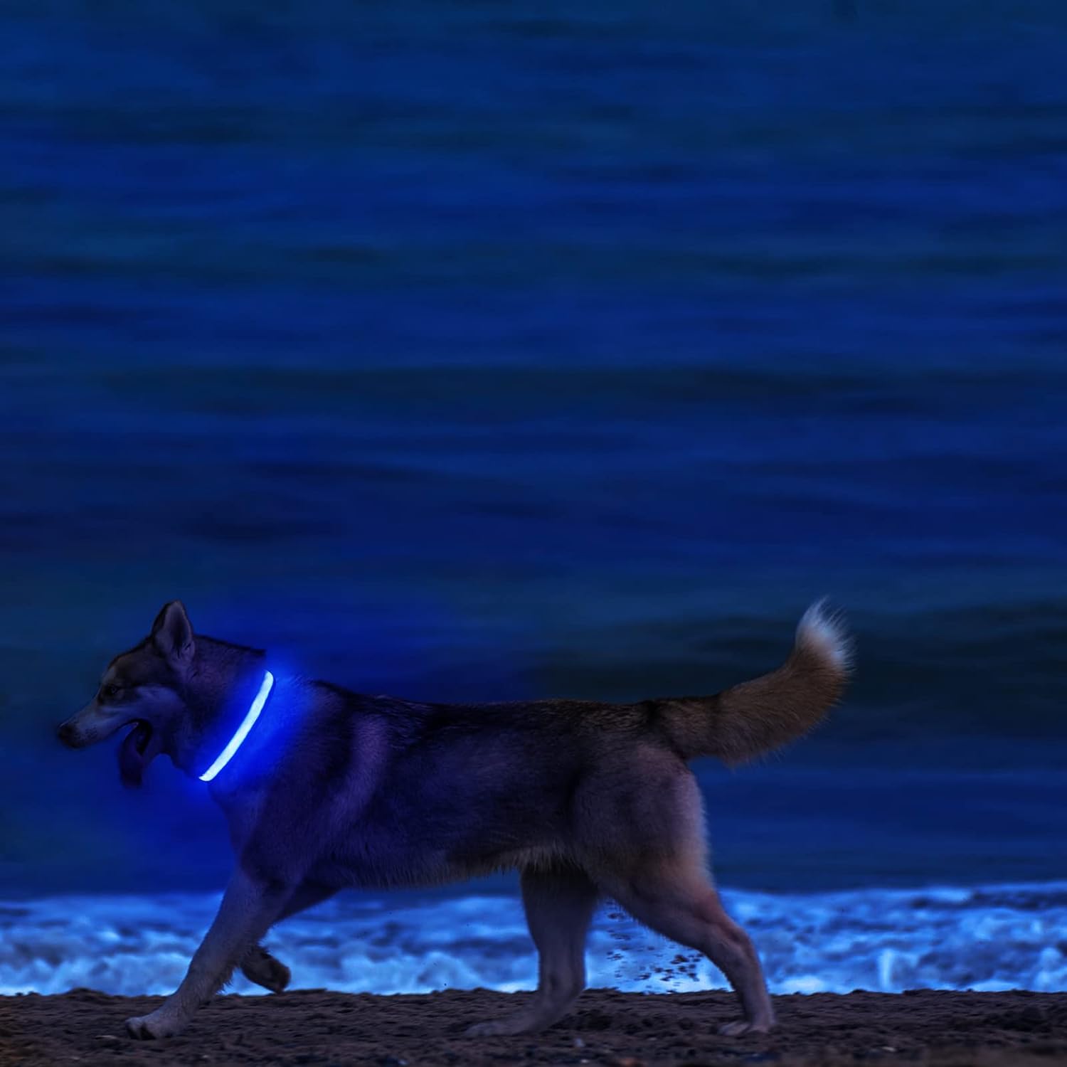 Light Up LED Dog Collar Safety Night Walking Flashing Glow In The Dark LED Pet Dog Battery Collar Small Medium Large Dog