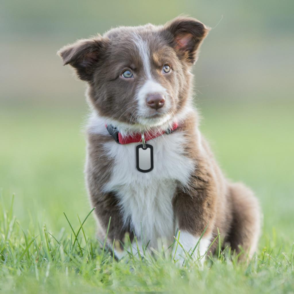 20Pcs Silicone Dog ID Tags Necklace Protective Cover Dogs Tag Silencer Muffler Ring 3x5cm Black Protective Sleeve Accessories