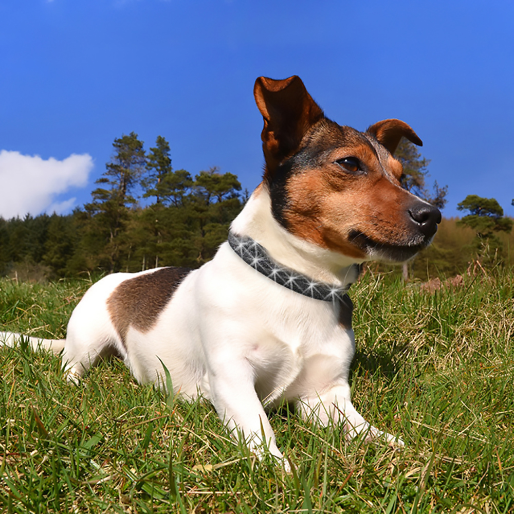 Newest Fashion Leather Glitter Dog Collar，Bling Multicolor Nylon Durable Adjustable Pet Collars for Cat Accessories Pet Collar