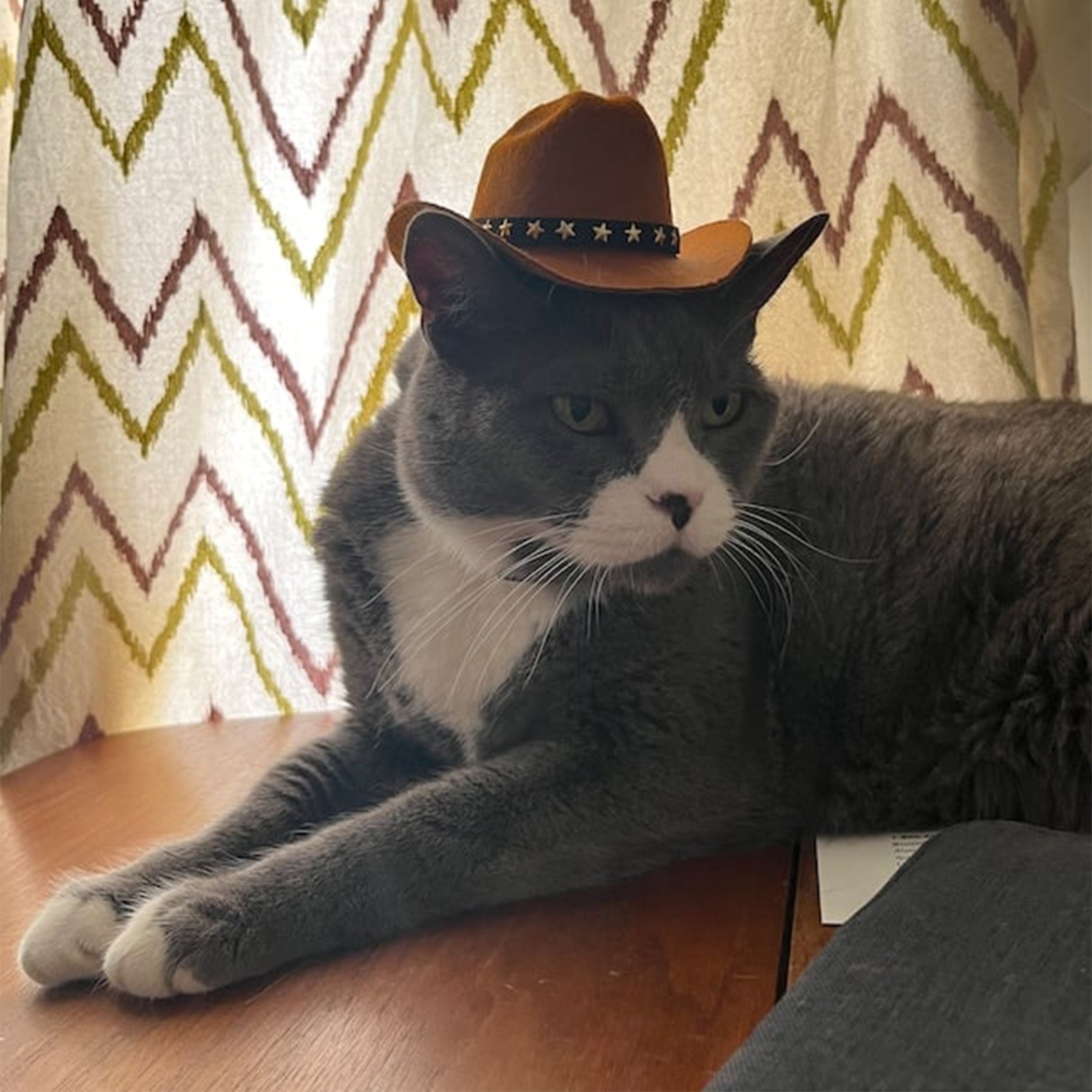 Pet Cat Cowboy Hat Cowboy Clothing Puppy Adjustable Hat Suitable For Small Dogs And Cats Birthday Party Decoration Photo Shoots