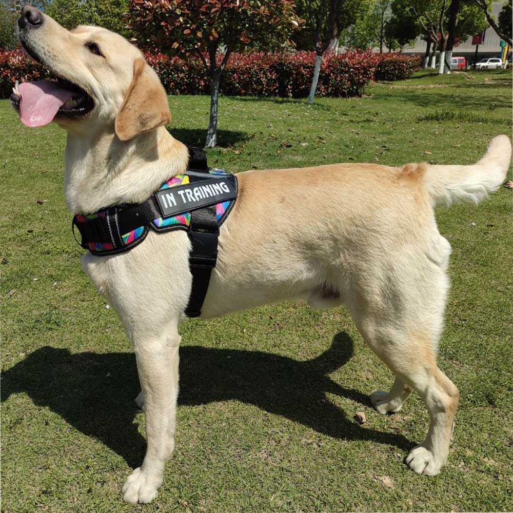 Adjustable Nylon Dog Harness Reflective Dog Collar Personalized Dogs Harness and Leash Set Dogs Vest