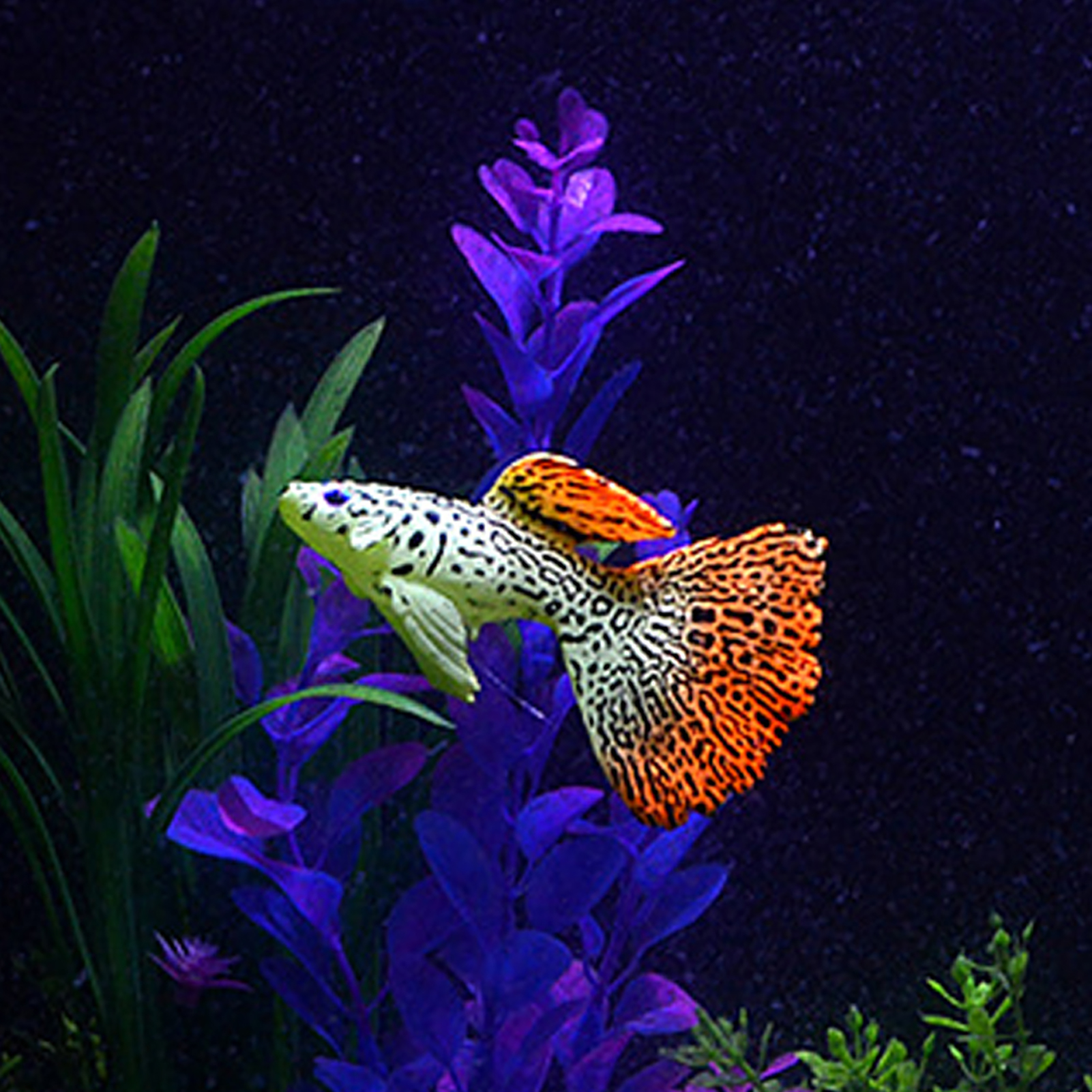 Artificial Silicone Fish Tank Ornament, Aquarium Decoration Accessory, Luminous, Fake Fish, Landscape, 4Pcs