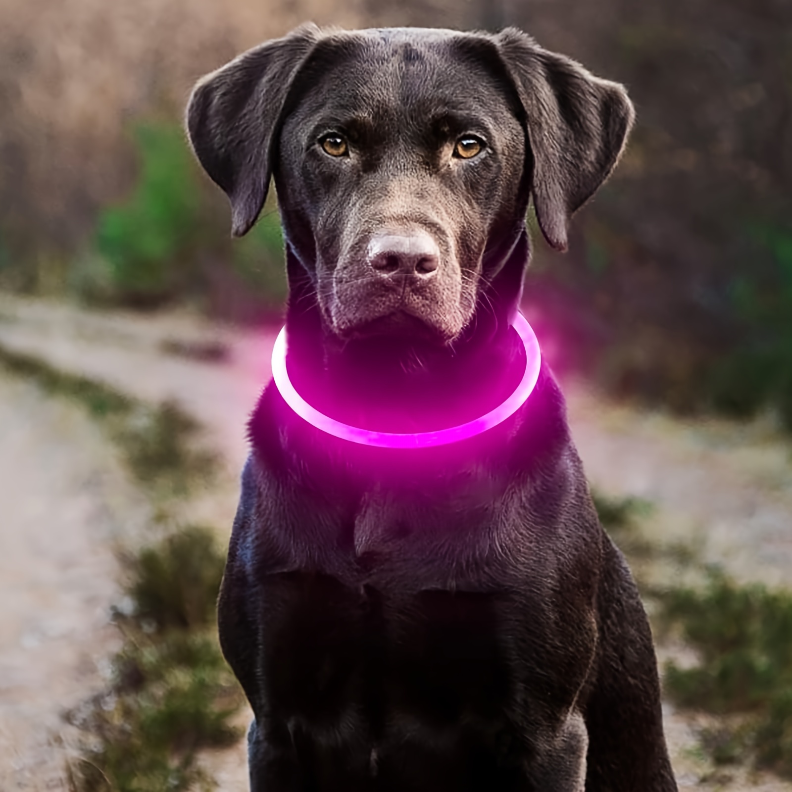 Pet LED Light Luminous Anti-Lost USB Rechargeable Dog Necklace Collar Free shipping