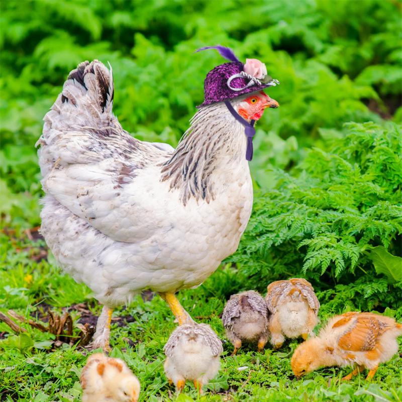 Chicken Protective Funny Hat Decoration Farm Animal Durable Poultry Stylish Show Pet Decoration Tools Helmet Gift Small Pet Hat