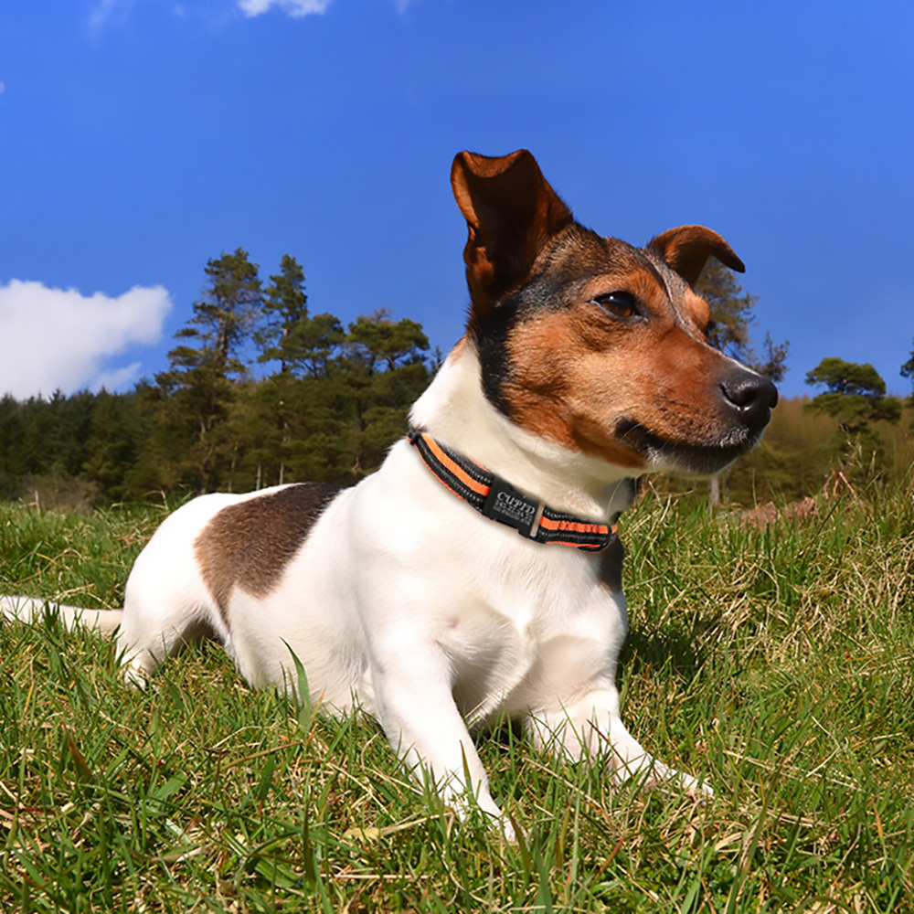 Personalized Reflective Dog Collar,Free Custom Engraved ID Tag Anti-Lost Dog Collar Polyester Mesh Comfortable Soft Pet Supplies