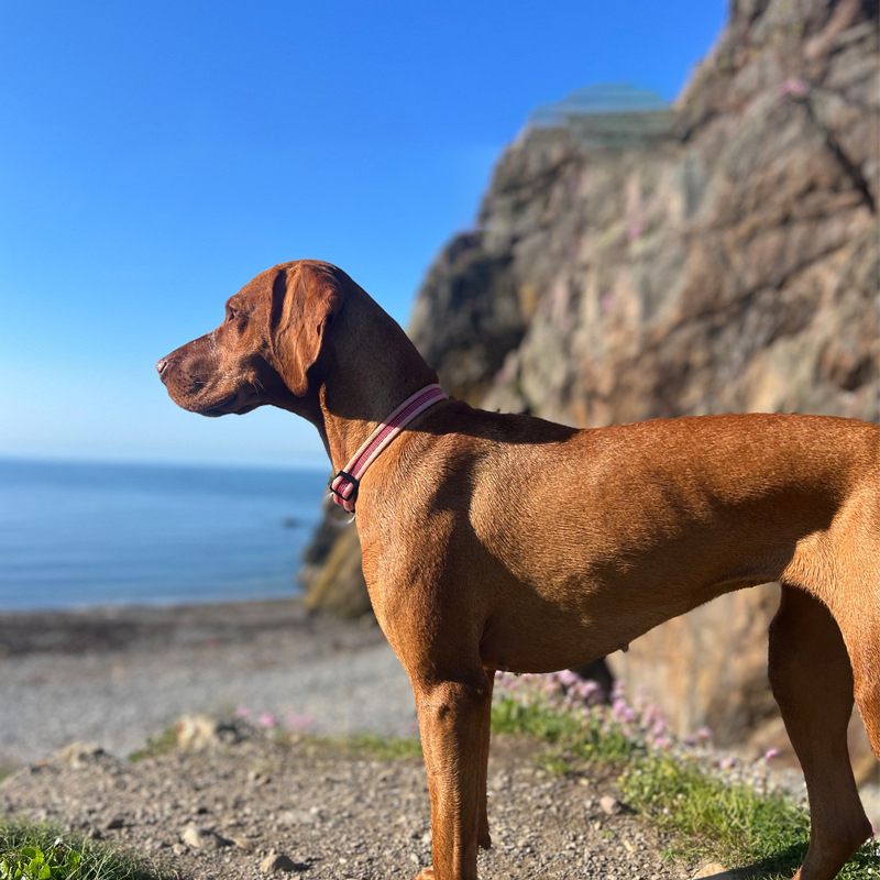 Nylon Pet Collar Adjustable Dog Collars with Metal Ring and Quick Buckle Pet Supplies for Large,medium & Small Dogs Accessories