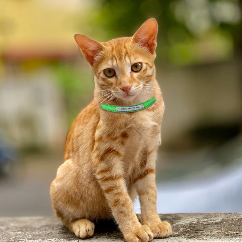 Bling Leather Cat Collar Personalized Name Collar for Cats Small Dog Puppy Necklace Kitten Accessories Nameplate Free Engraving