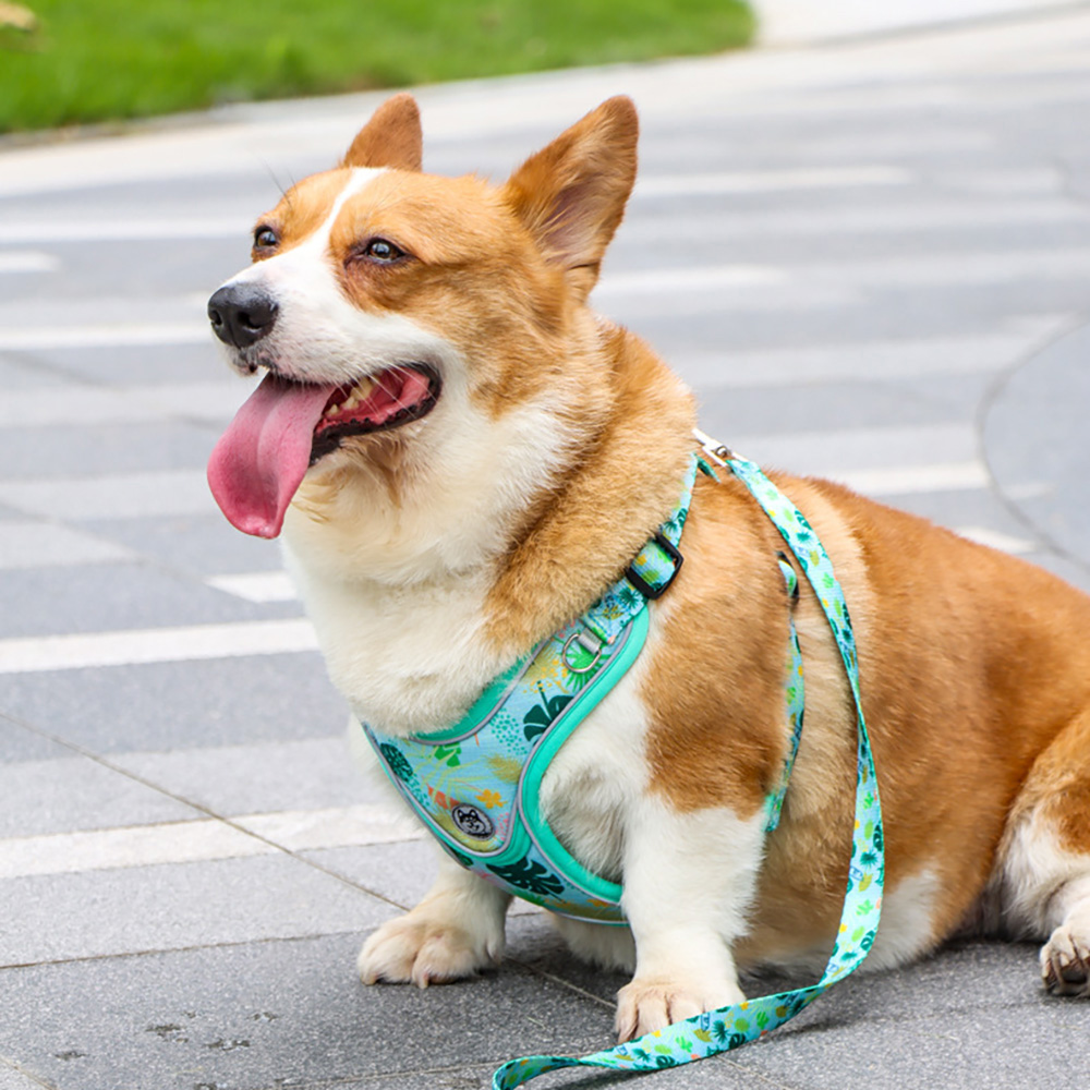 Pet Harness and Leash，Reflective Shiba Inu Bichon Frize Adjustable Harness Anti-breakaway Medium & Large Dog Leash Pet Supplies