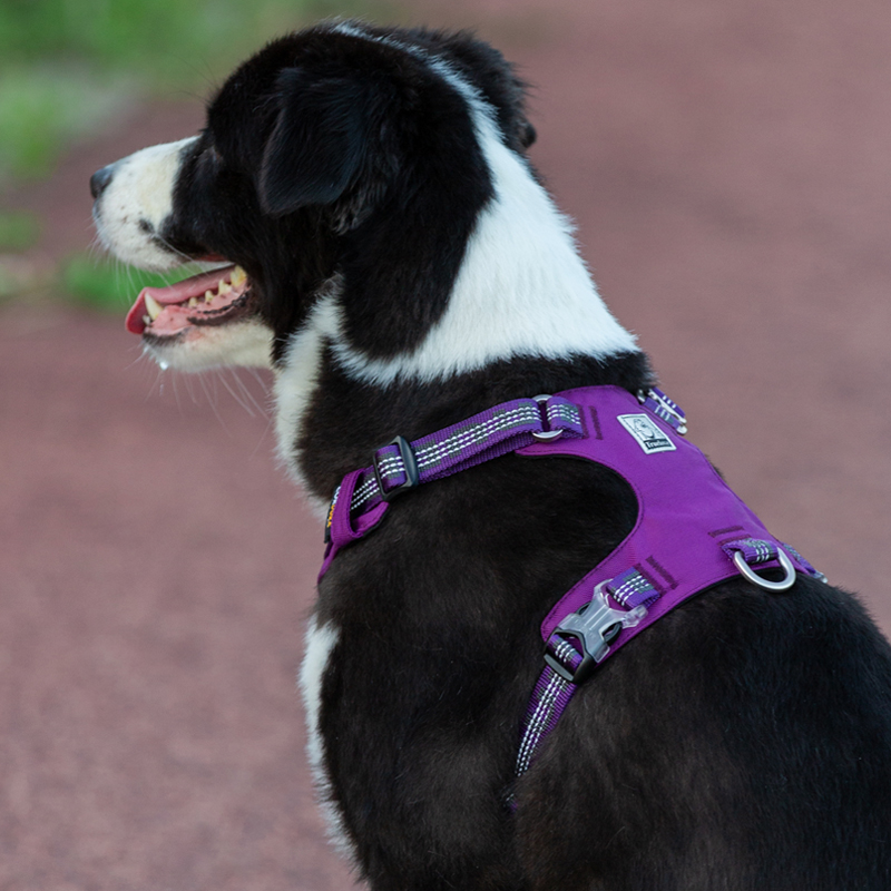 Winhyepet Dog Harness Outdoor 3M Reflective Front Back Slip Collar Breathable Vest Traveling Fashion Dog Clothes for Walking