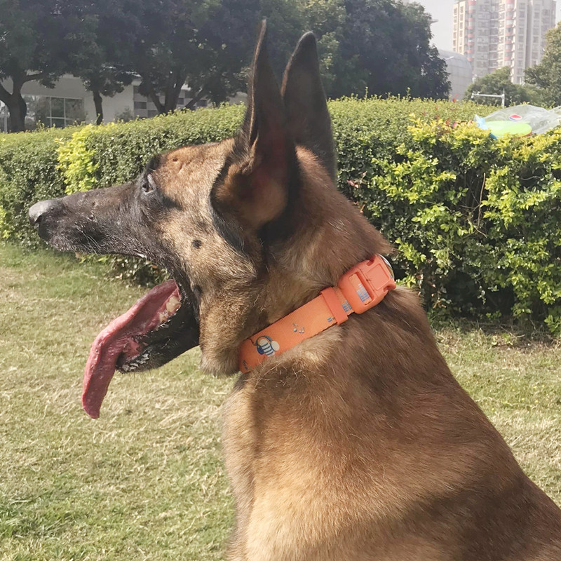 Nylon Print Pet Collar Small and Medium Dog Adjustable Dog Collar ABS Eco-Friendly Buckle and D Ring for Cat and Dog Accessories