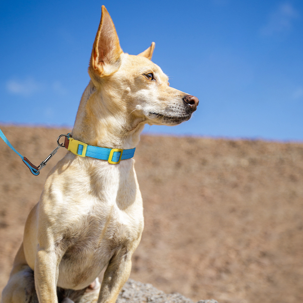 Small & Medium Dog Collar and Leash Set,anti-breakaway Adjustable Pet Collar with Matching Leashes,for Training of Cats and Dogs