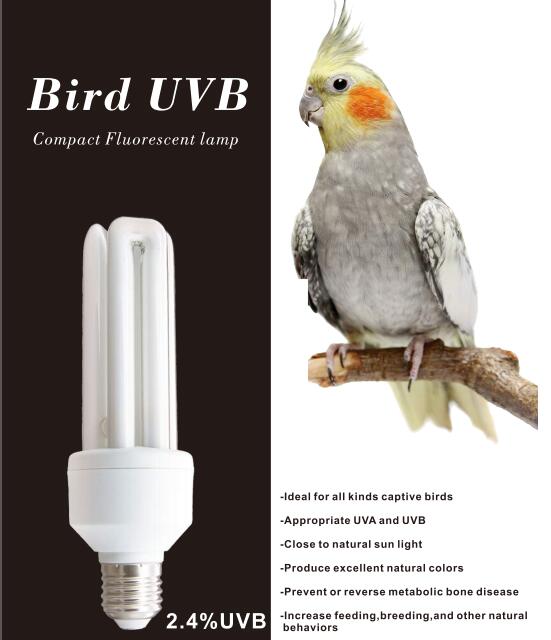 20w Bird 2.0 uvb uva compact fluorescent lamp light bulb 2 in 1
