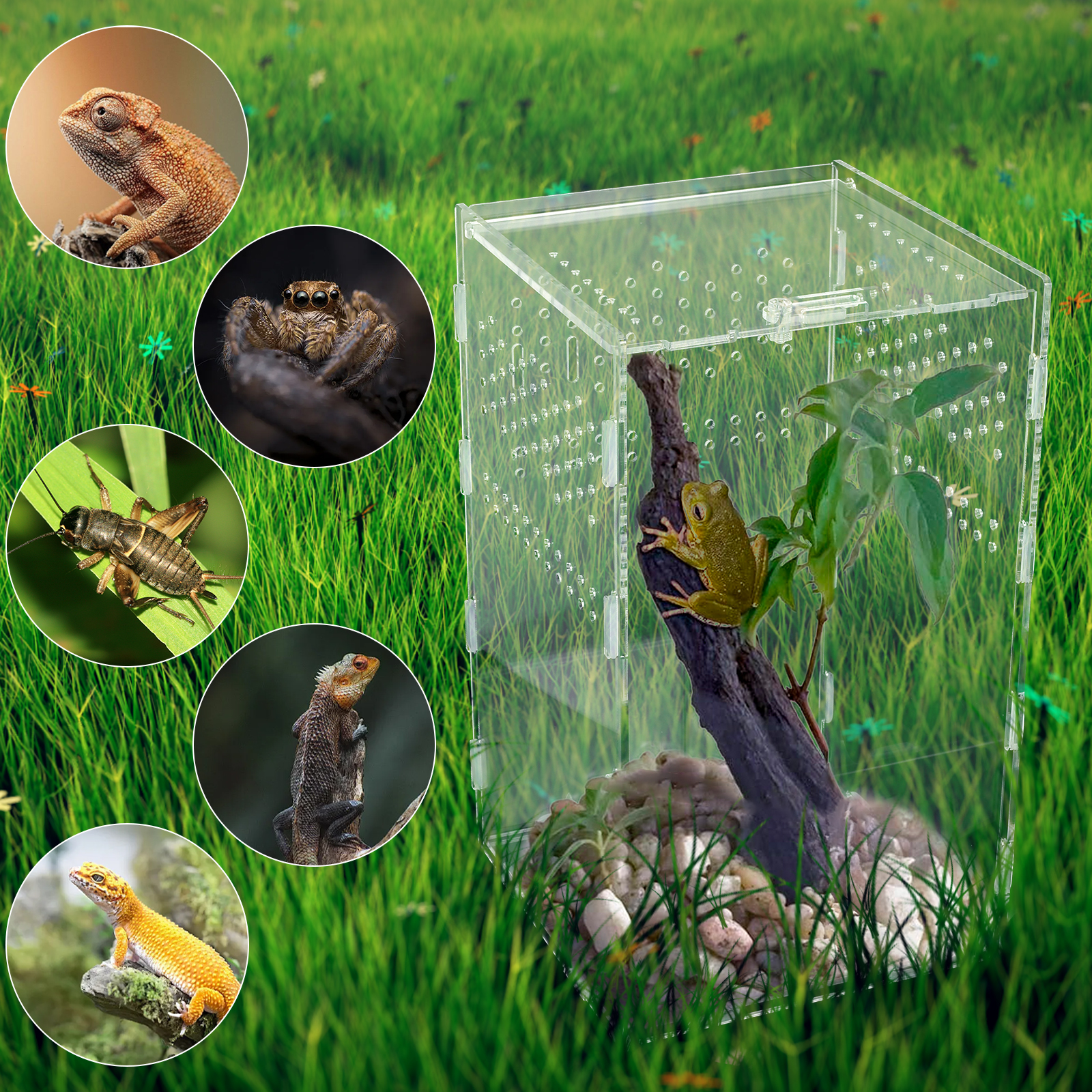 Terrarium Enclosure Transparent Acranged Climbing Pet Feeding Boxes Arboreal Boxes for Reptiles Breeding Invertebrates Habitat