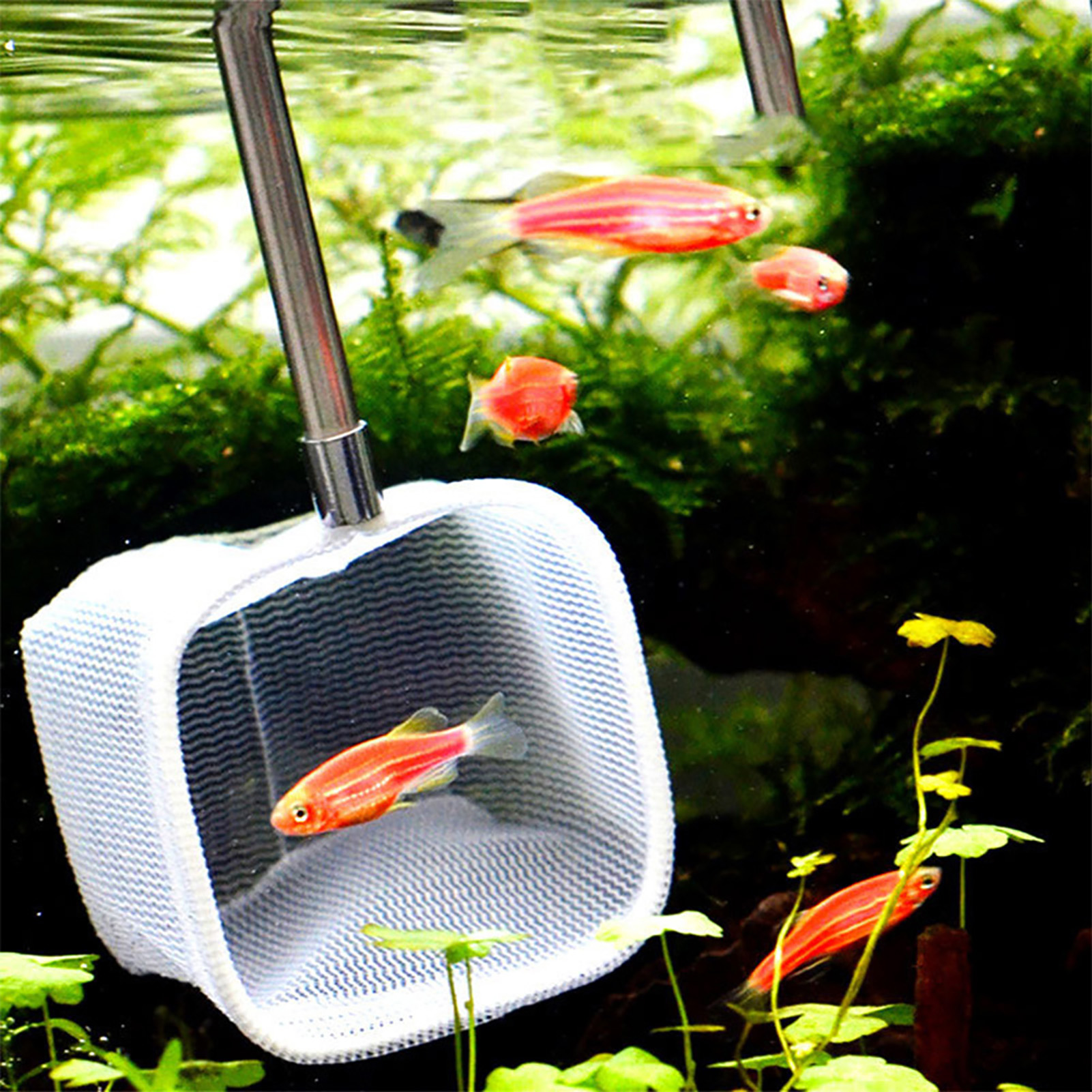 Extendable Telescopic Fish Shrimp Skimming Net For Aquarium Fish Tank Pond