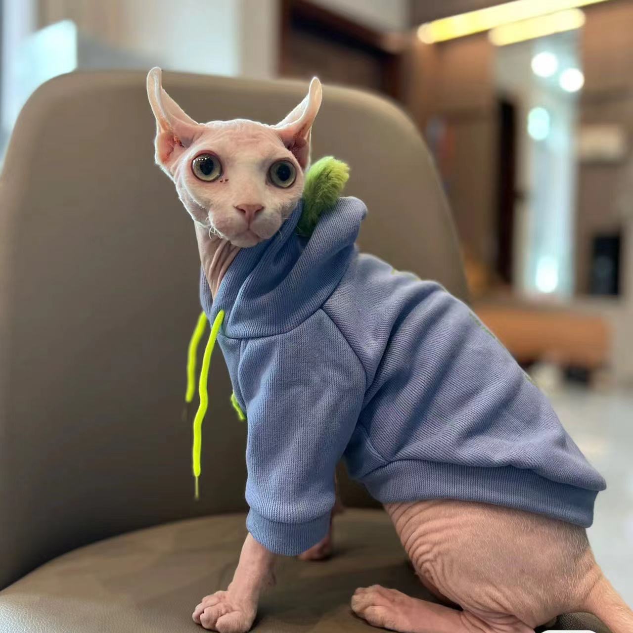 Fashion Blue Hoodie Sweater for Cat 2-legged Winter Coat for Sphynx Warm Sweatshirt for Kittens Soft Loungewear for Devon Rex
