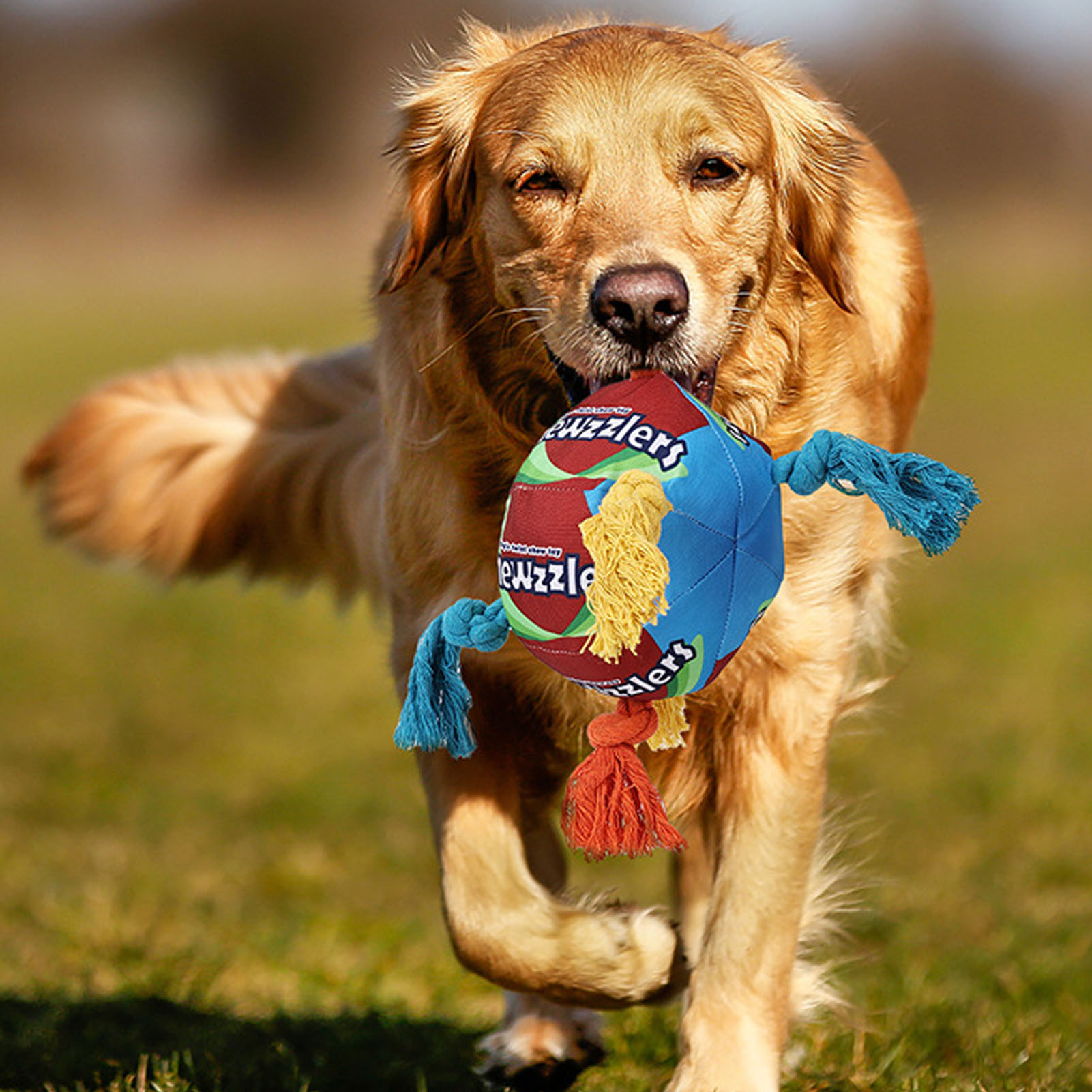 Dogs Sniffing Ball Fun Interactive Colorful Squeaky Bite Resistance Pet Toy Ball For Pets Dogs Cats