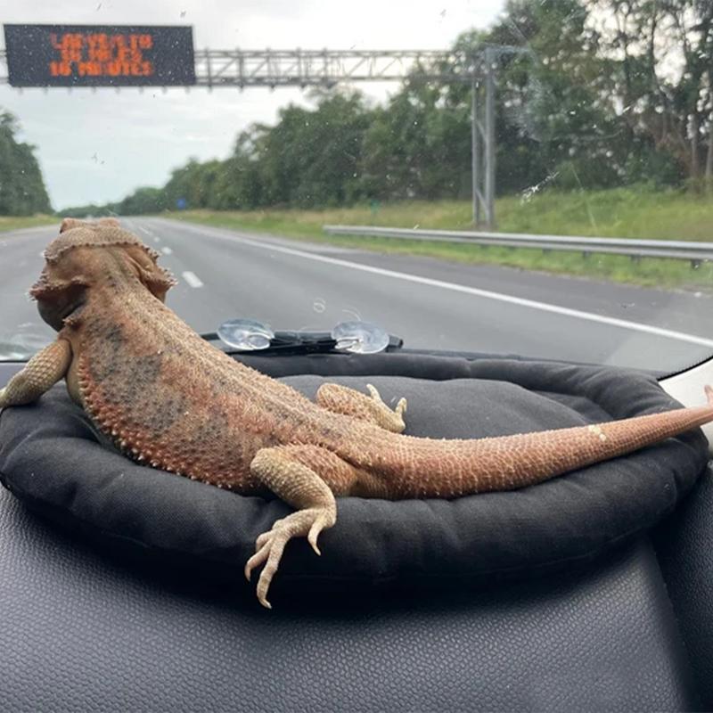 Car Lizard Hammock Portable Soft Bearded Dragon Pad Bearded Dragon Supplies Lightweight Reptile Bed With Strong Suction Cup For