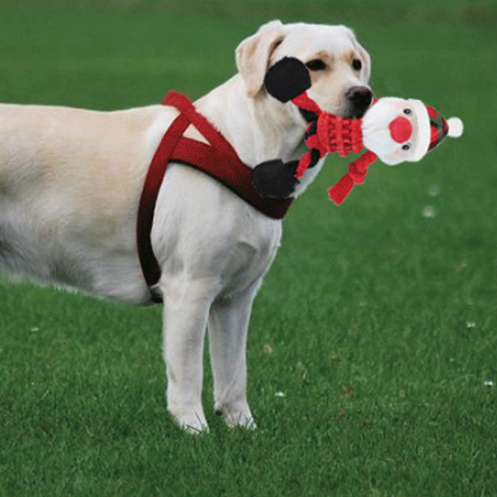 Dog Christmas Toys Funny Interactive Educational Holiday Theme Cute Dog Chew Bite Squeaky Toys For Pets