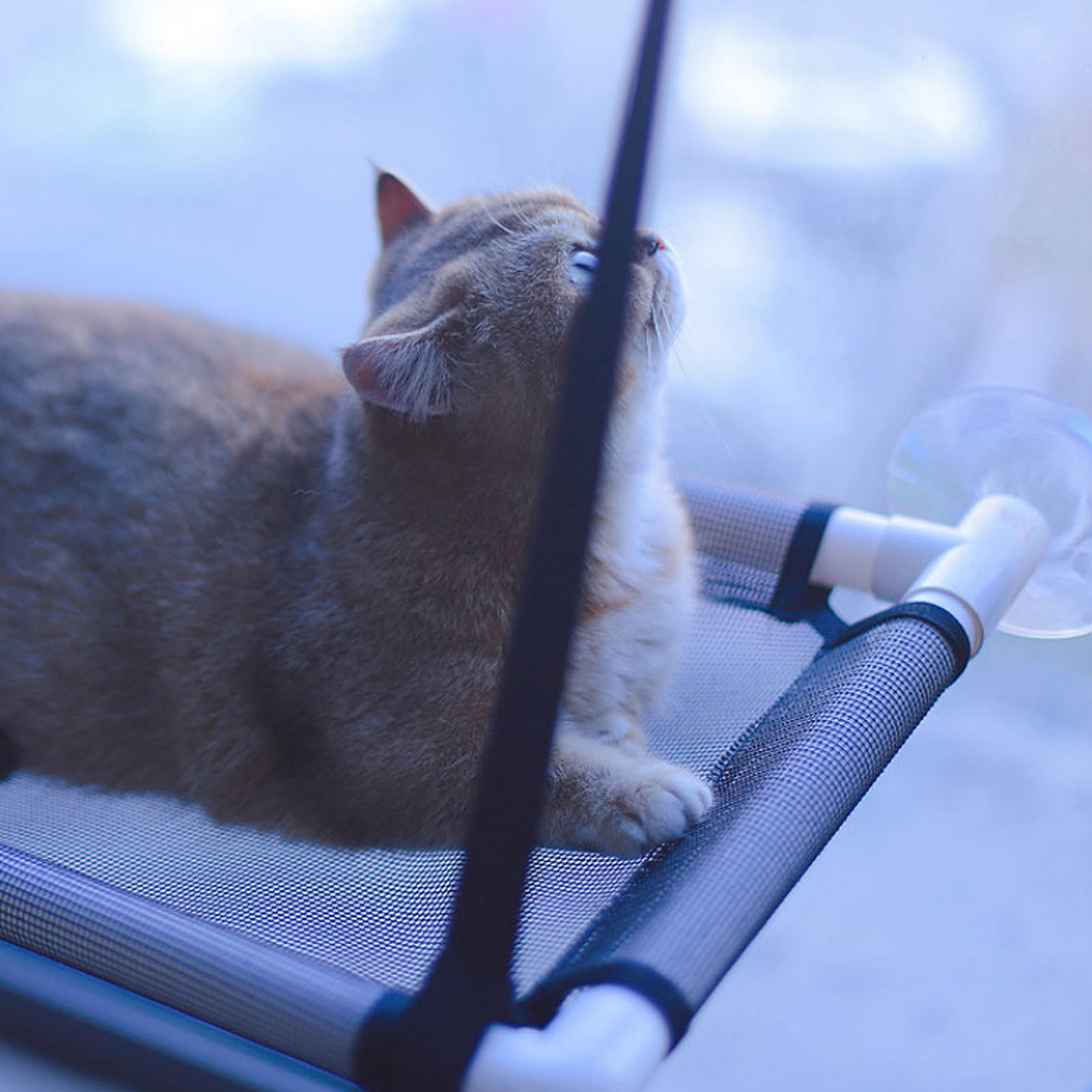 Cat Window Hammock With Suction Cups Space Saving Washable Window Mounted Cat Seat Bed For All Around Sunbath