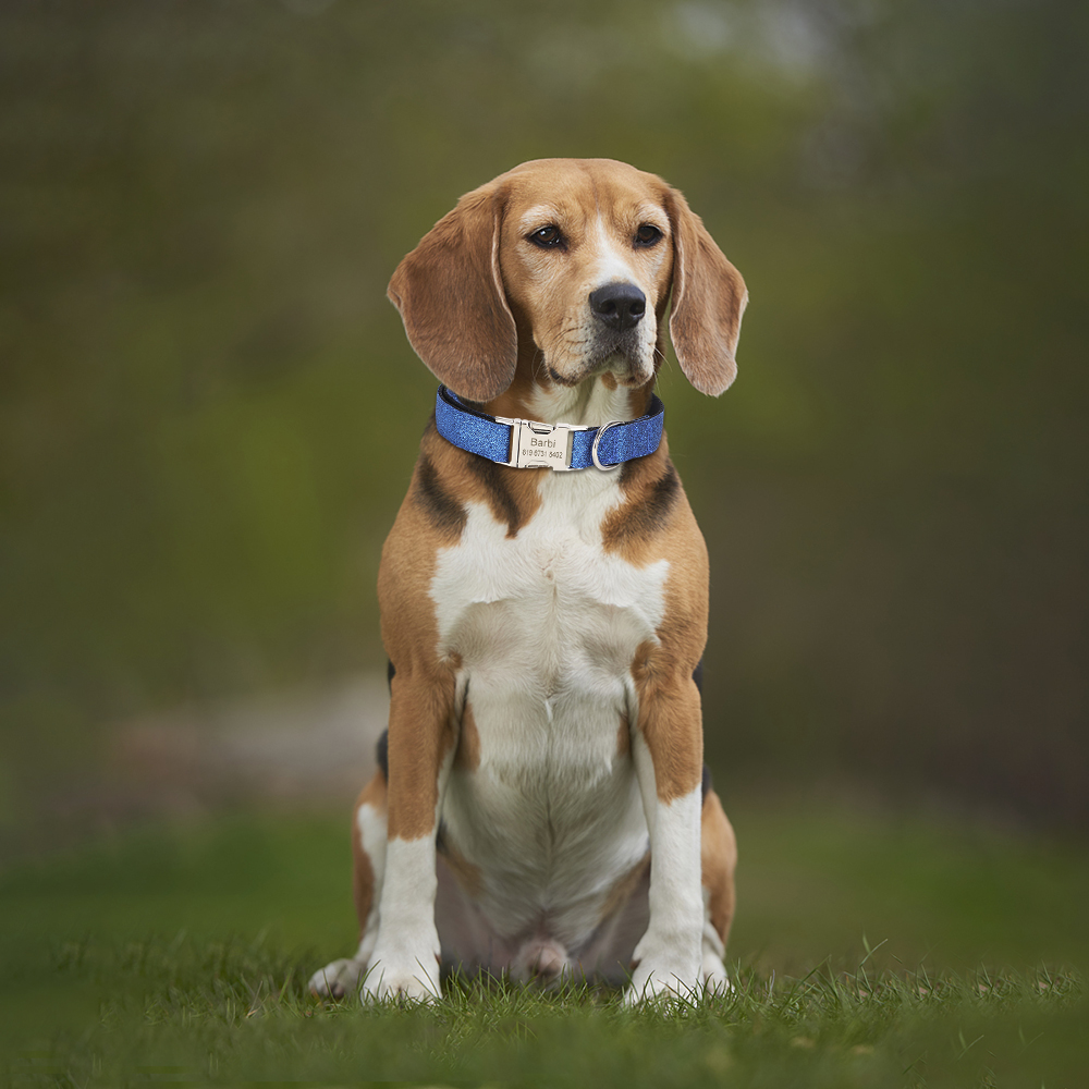 Adjustable Sparkling Dog Collar Personalized Nylon Pet Collar, with Removable Bow Decoration Free Engraving ID Name Tag Collar