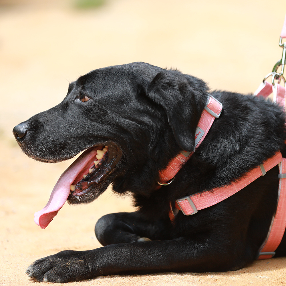 Pet Dog Collar Adjustable Bamboo Fiber Low Carbon Environmental Protection Material Dog Collar Soft and Breathable Cotton Linen