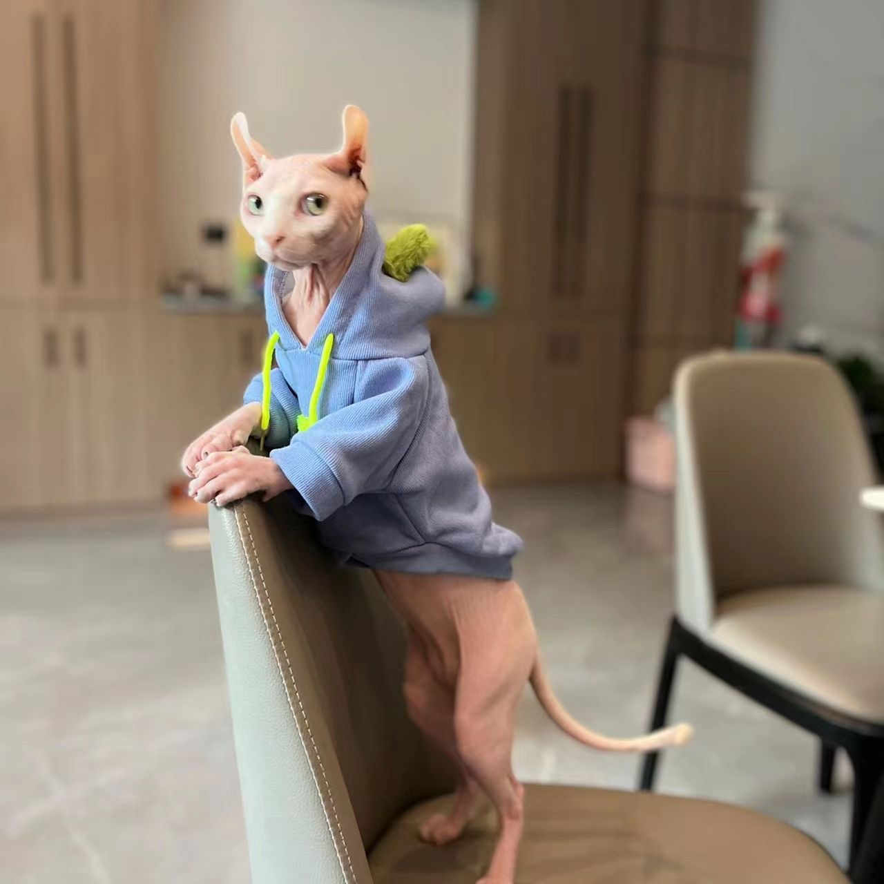 Fashion Blue Hoodie Sweater for Cat 2-legged Winter Coat for Sphynx Warm Sweatshirt for Kittens Soft Loungewear for Devon Rex