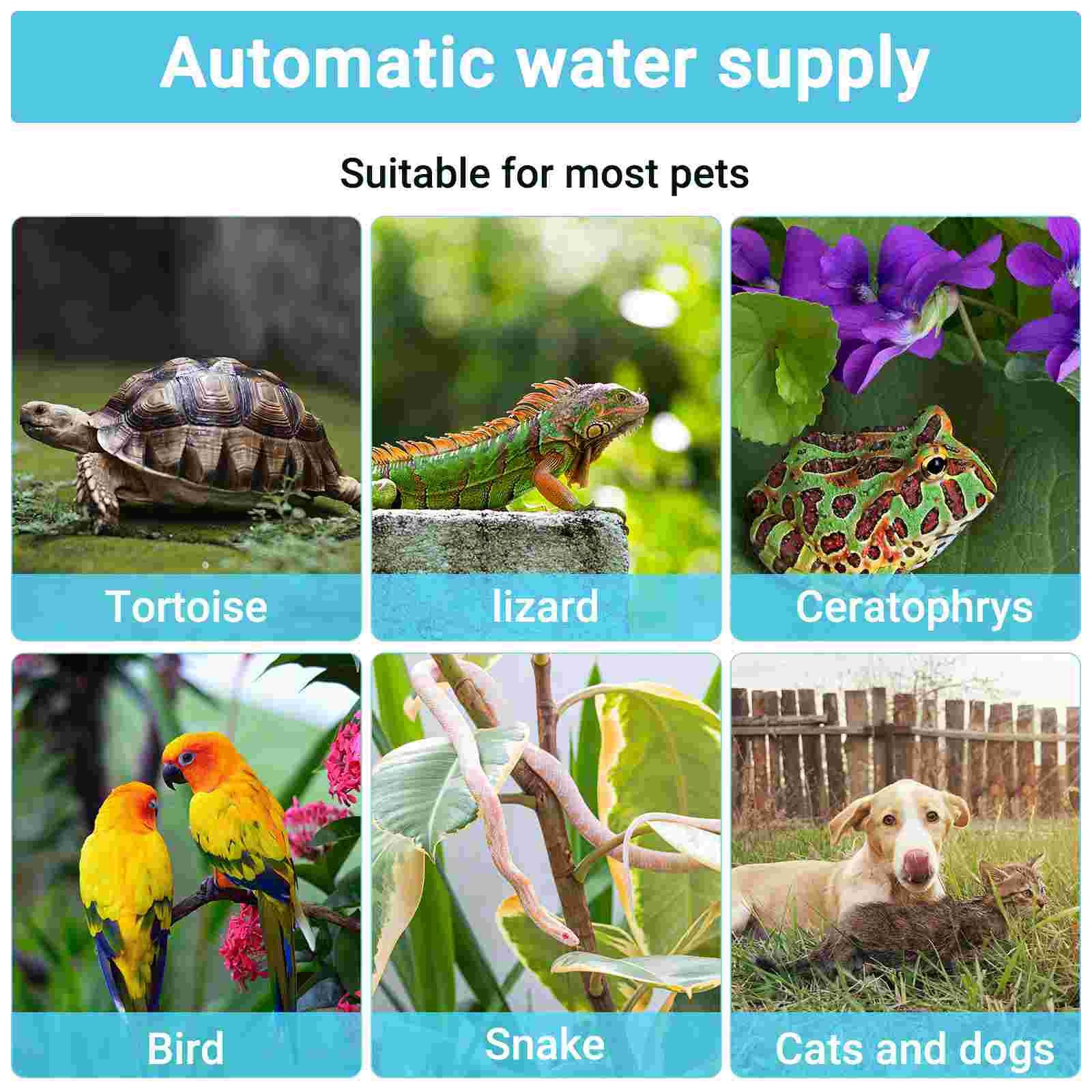 Terrarium Lizard Kennel Reptile Accessories Gecko Food and Water Dish Waterer Animals Dispenser Turtle Bearded Dragon fish Tank
