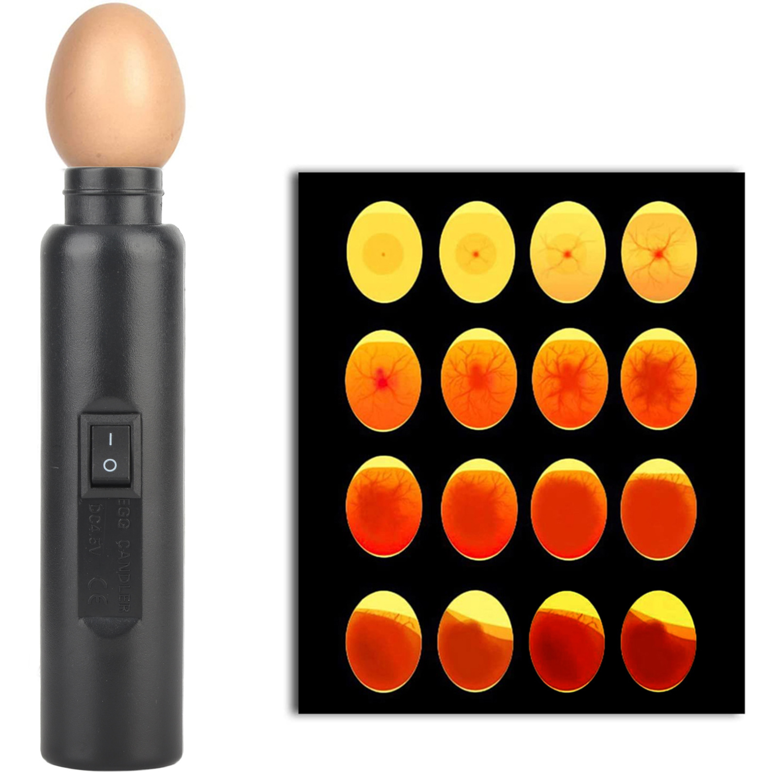 LED Light Egg Candler Tester Auto Mini Lighting Incubator For Experiment Exclusive