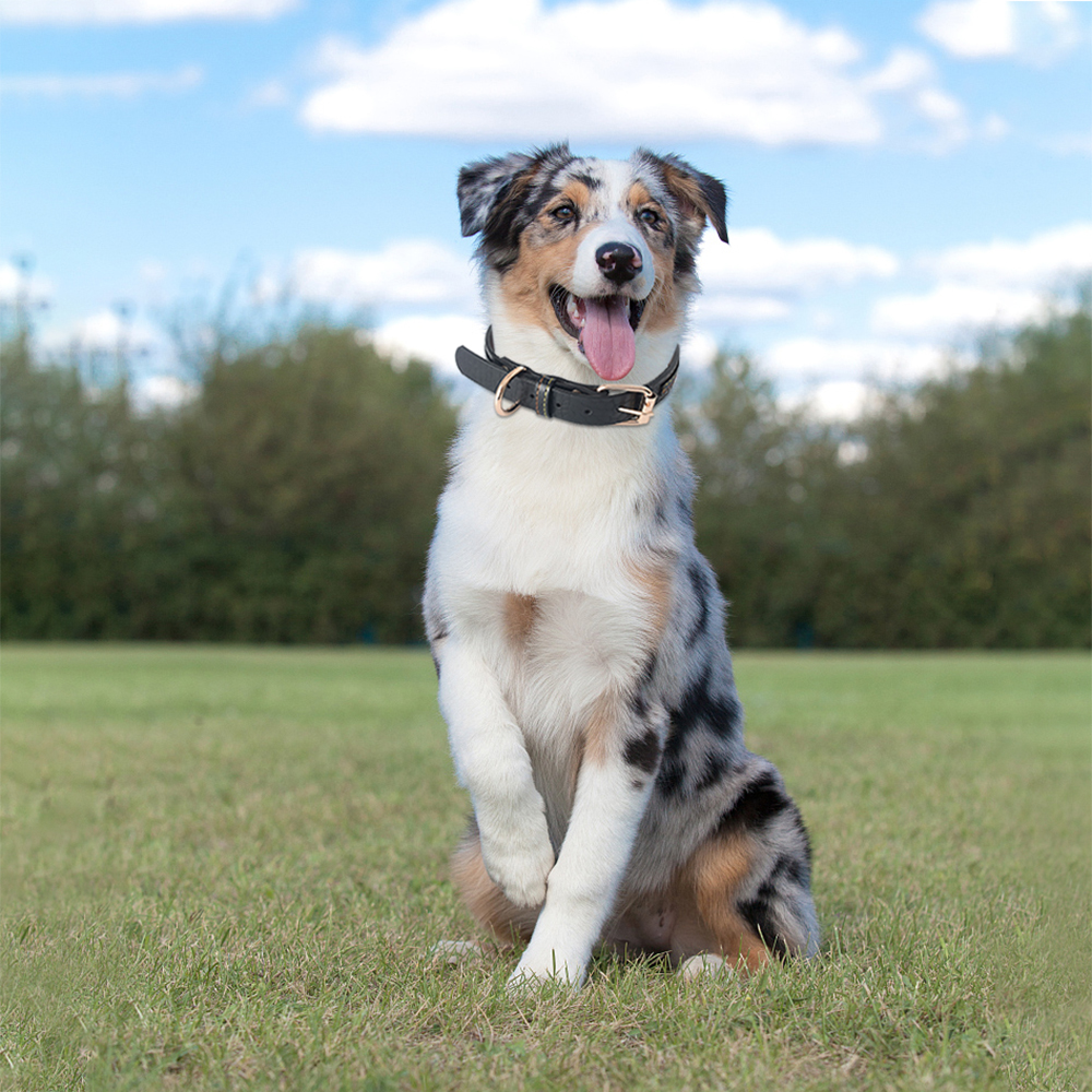 Adjustable Pet Collar with High Quality Metal Buckle Sturdy and Durable Leather Dog Collar, for Large and Medium Small Dogs Cats