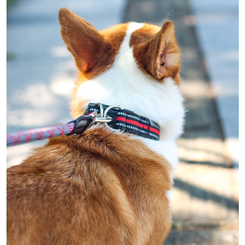 Reflective Nylon Dog Collar Adjustable Pet Collar for Medium and Large Dogs with Double D Ring & Foam Lining Collar Pet Supplies
