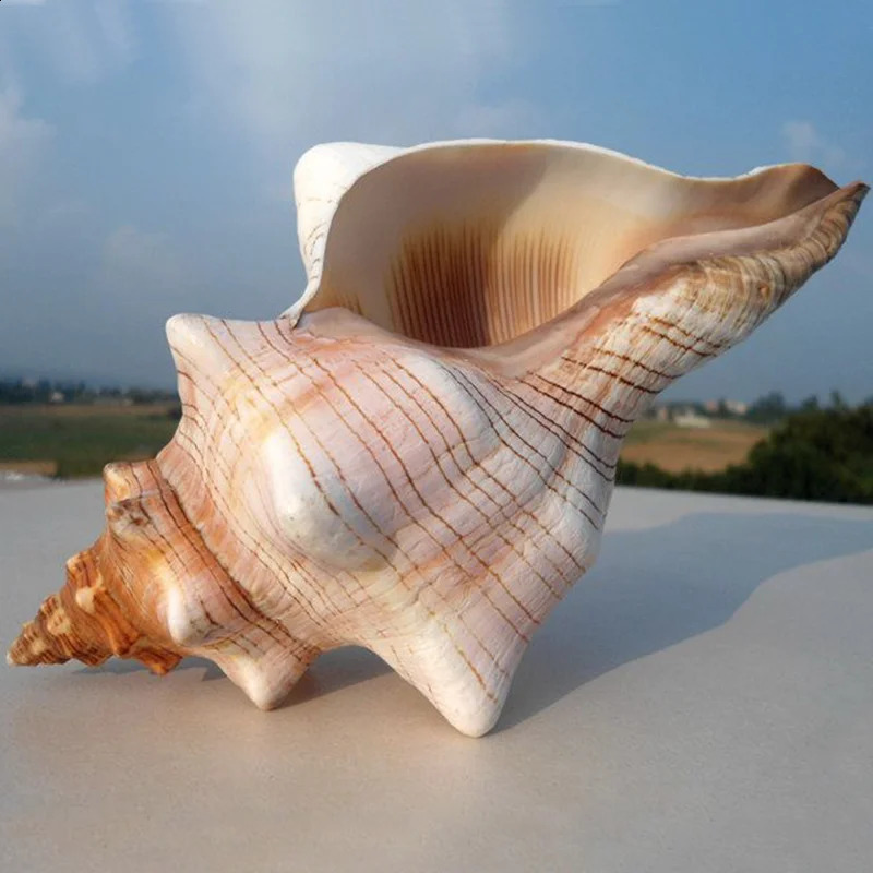Natural Winding Shells Trapezium Horse Conch Decor Fish Tank Aquarium Wedding Decoration Micro-landscape Specimens Crafts Beach 240907