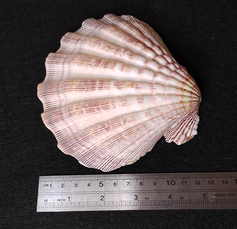 Large Lions Paw Scallop Baking Shells for Crafts DIY Painting Beaching Wedding Decoration Beach Natural Scallop Shells Bulk 240907