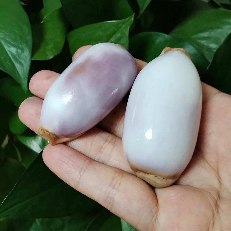 6-7CM Purple Carnelian Cowry Sea Shells Natural Lyncina Carneola DIY Crafts Snail Gift Beach Wedding Decor Ocean Jewelry Coastal 240907