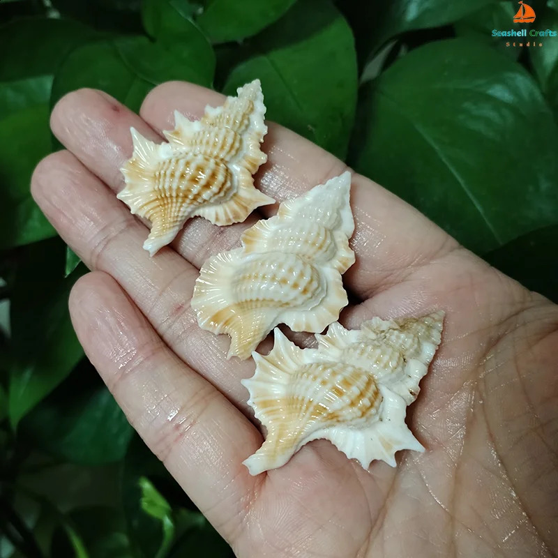 3 PCS Maple Leaf Triton Shells Natural Gyrineum Perca Seashell Conch Collection Fish Tank DIY Decorations Crafts Party Decors 240907