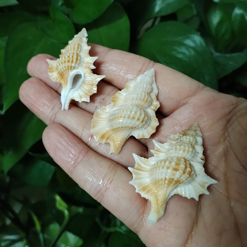 3 PCS Maple Leaf Triton Shells Natural Gyrineum Perca Seashell Conch Collection Fish Tank DIY Decorations Crafts Party Decors 240907