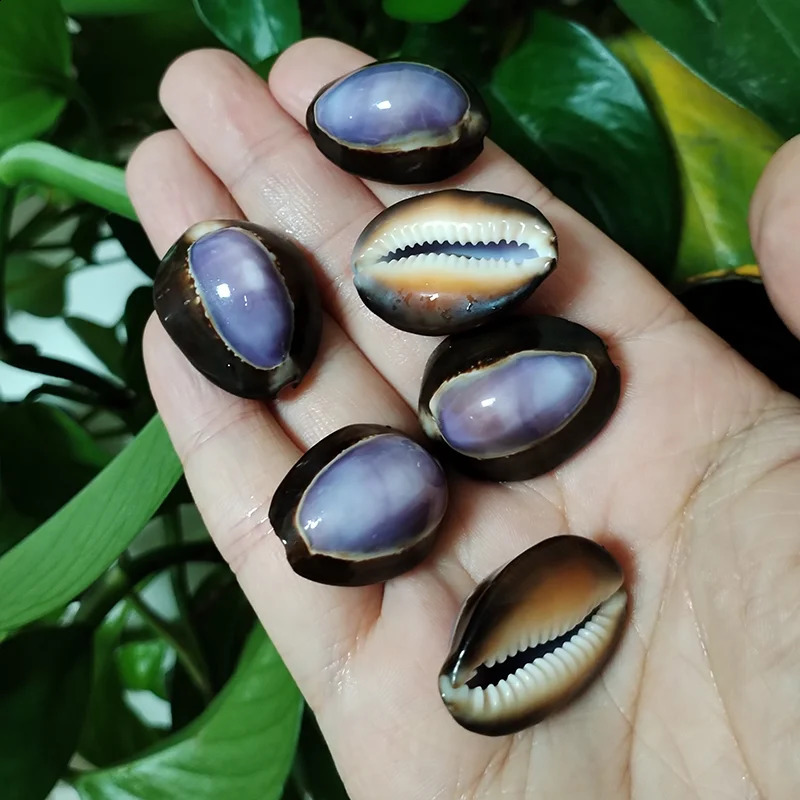 10 Pcs Purple Top Cowrie Shells Natural Purple Caput Seashell Conch Jewelry Pendant Charms Beach DIY Home Decoration Fish Tank 240907