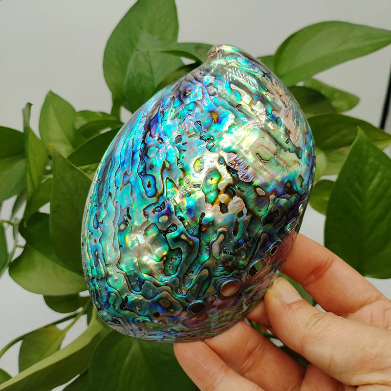 11-13CM Polished Natural Paua Abalone Shell Sage Smudge Kit with Tripod Stand Sustainably Collected - for Smudging Home Decor 240907