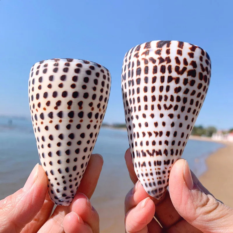 Natural Leopard Cone Big Alaphbet Cone Shell Lithoconus leopardus Real Black Spot Shape Sea Shells for Nautical Home Decoration 240907