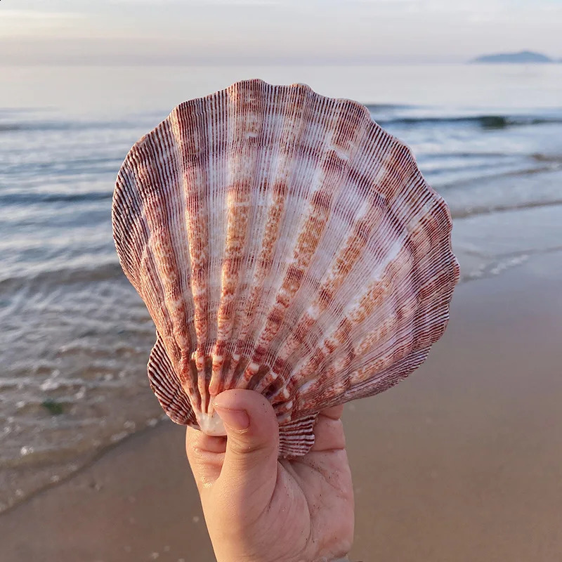 Large Lions Paw Scallop Baking Shells for Crafts DIY Painting Beaching Wedding Decoration Beach Natural Scallop Shells Bulk 240907