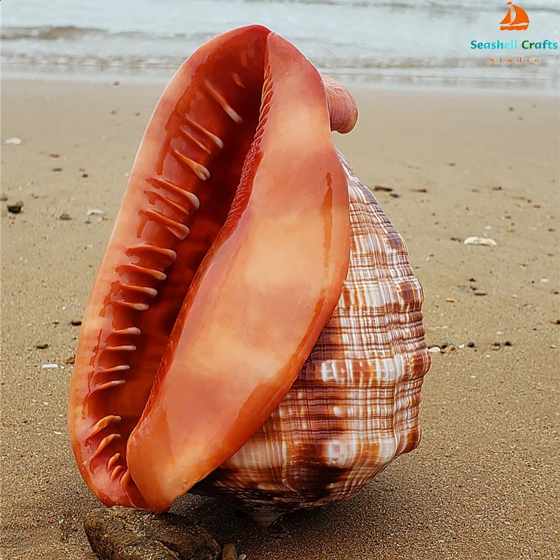 12-17CM Natural Orange Sea Shells Snail Bulls-mouth Helmet Conch Home Decor Beach Decorations Collectibles Aquarium Landscape 240907
