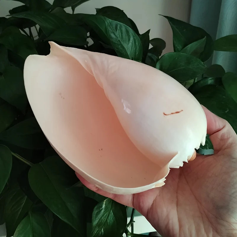 17-22cm Natural Conch Shell Large Yellow Melon Shells Aquarium Decoration Landscaping Succulent Flowerpot Creative Ornaments 240907