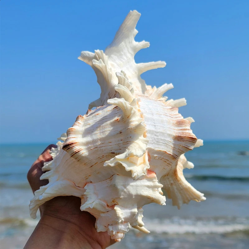 16-23CM Natural Large Conch Shell Kirin Snail Murex Ramosus Shell Collection Gift African Turban Seashell Coral Conch Home Decor 240907