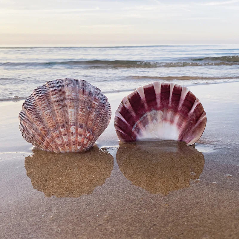 Large Lions Paw Scallop Baking Shells for Crafts DIY Painting Beaching Wedding Decoration Beach Natural Scallop Shells Bulk 240907
