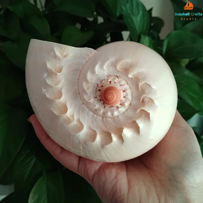 17-22cm Natural Conch Shell Large Yellow Melon Shells Aquarium Decoration Landscaping Succulent Flowerpot Creative Ornaments 240907