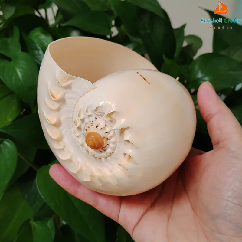 17-22cm Natural Conch Shell Large Yellow Melon Shells Aquarium Decoration Landscaping Succulent Flowerpot Creative Ornaments 240907