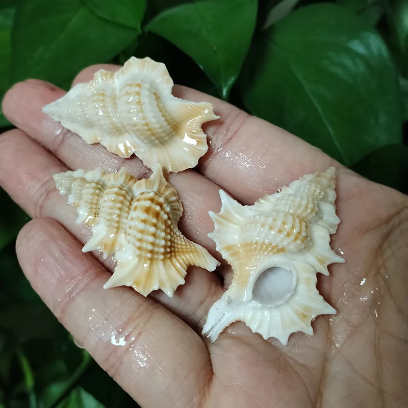 3 PCS Maple Leaf Triton Shells Natural Gyrineum Perca Seashell Conch Collection Fish Tank DIY Decorations Crafts Party Decors 240907