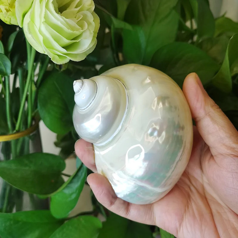 9-11cm Natural Large Hermit Crab Shells Real Banded Green Blue Gade Turbo Collection Coastal Home Decor Accent and Vase Filler 240907