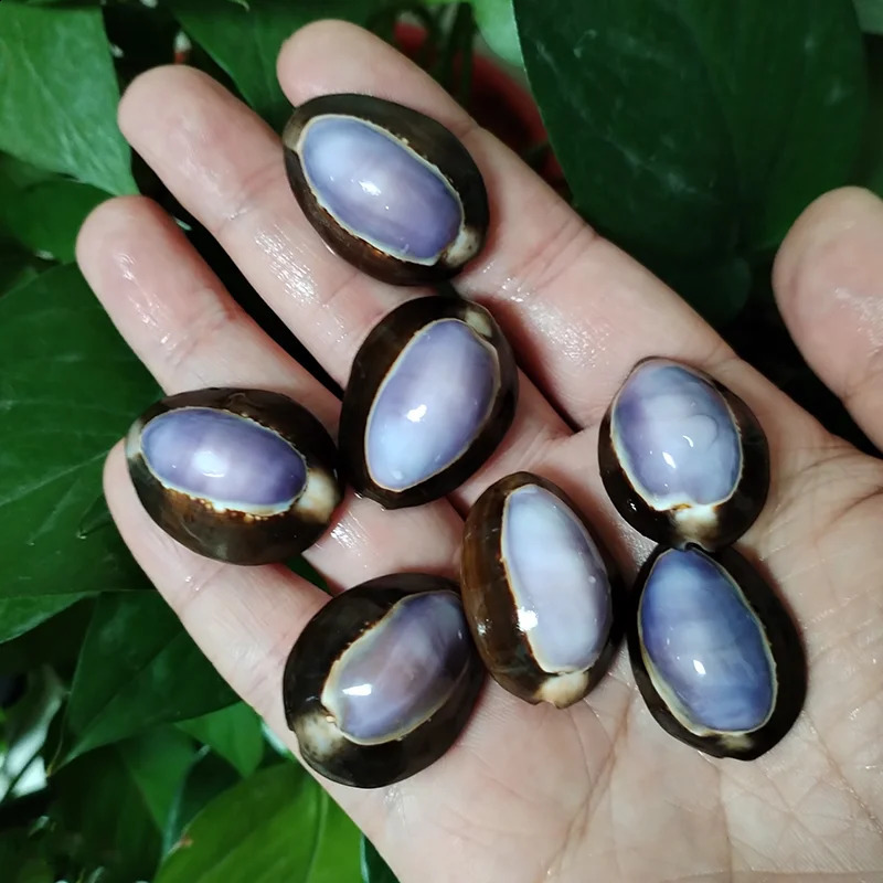 10 Pcs Purple Top Cowrie Shells Natural Purple Caput Seashell Conch Jewelry Pendant Charms Beach DIY Home Decoration Fish Tank 240907