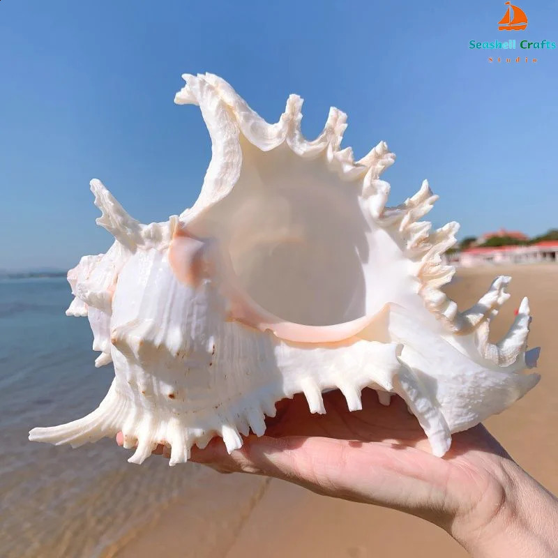 16-23CM Natural Large Conch Shell Kirin Snail Murex Ramosus Shell Collection Gift African Turban Seashell Coral Conch Home Decor 240907